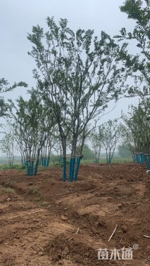 12公分丛生朴树