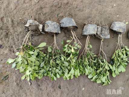 高度50厘米海桐