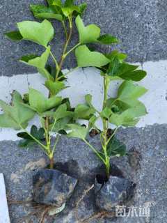 高度30厘米熊掌木小苗