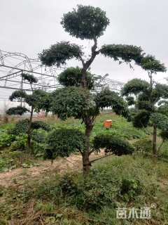 高度3000厘米小叶女贞