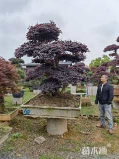 15公分造型红花继木桩