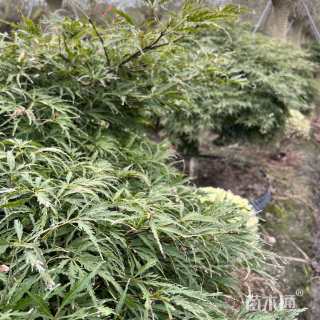 高度180厘米羽毛枫