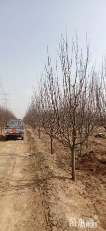 15公分八棱海棠