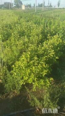 高度80厘米五彩锦带