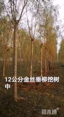 18公分金丝垂柳