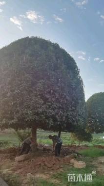 30公分垂丝海棠