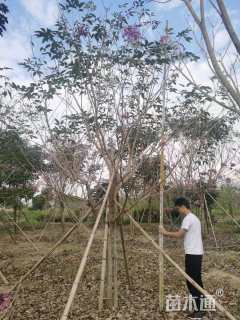 15公分紫花风铃木
