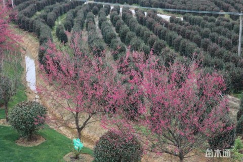 高度180厘米茶梅