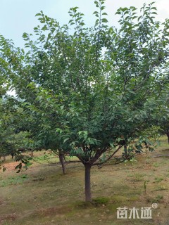 16公分日本晚樱