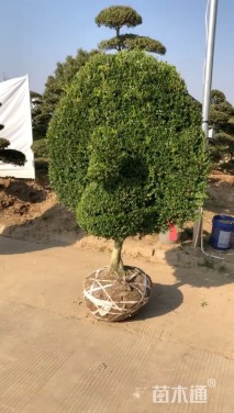 13公分造型黄杨