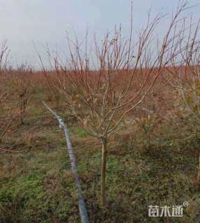 10公分日本红枫