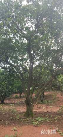 高度30厘米丛生胡柚