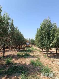 12公分八棱海棠