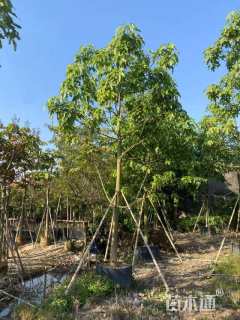 15公分澳洲火焰木