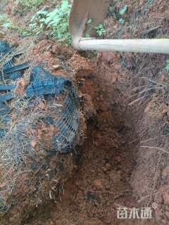 高度900厘米雪松