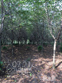 12公分日本早樱