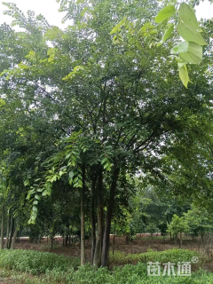 15公分多杆朴树