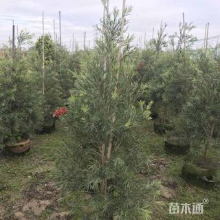 高度70厘米美花红千层