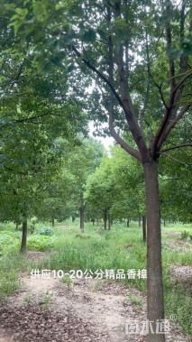 19公分香樟