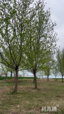 22公分枫杨