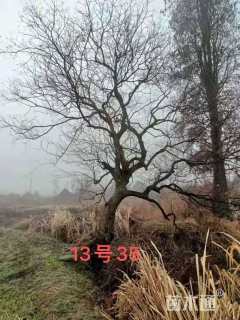 62公分丛生乌桕