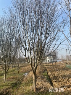 高度550厘米速生紫薇