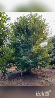 高度600厘米丛生红枫