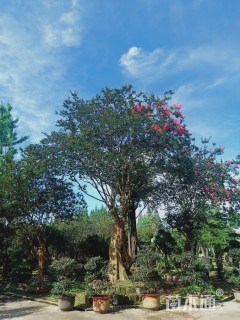 高度1000厘米大红紫薇