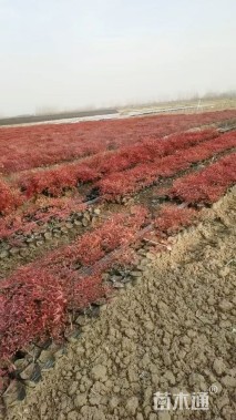 高度40厘米红天竹