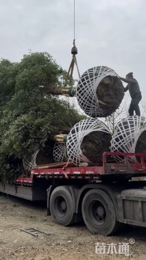 20公分金丝楠木