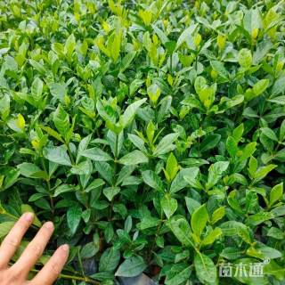 高度35厘米大叶栀子花