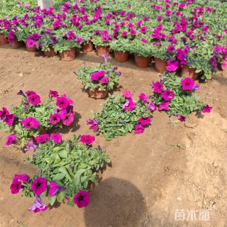 高度30厘米垂钓牵牛