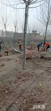 13公分速生法桐