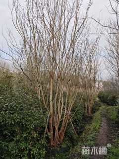 高度650厘米丛生紫薇