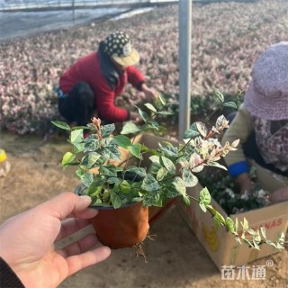40厘米花叶络石