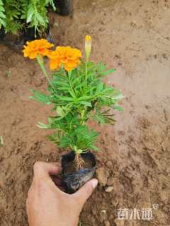 高度15厘米孔雀草