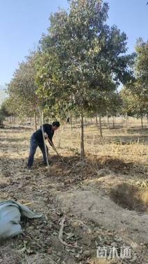 11公分大叶女贞