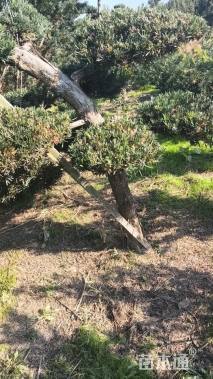 移栽苗造型罗汉松