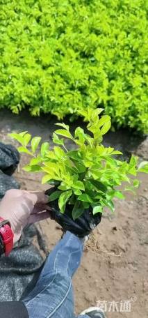 高度15厘米金叶假连翘