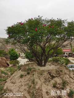 高度180厘米紫斑牡丹