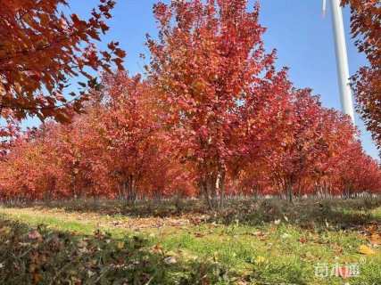 高度600厘米丛生美国红枫