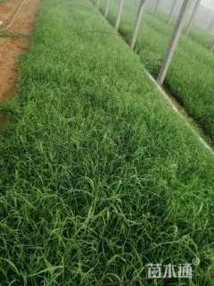 高度60厘米芦苇