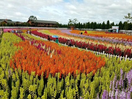 高度35厘米唐菖蒲