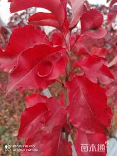 8公分彩叶豆梨-秋火焰