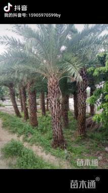 裸干高400厘米中东海枣