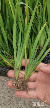 高度20厘米黄菖蒲