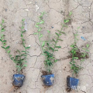 45厘米小叶扶芳藤