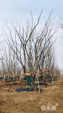 65公分(4杆)丛生朴树