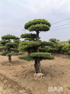 20公分对节白蜡