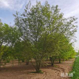 50公分(5杆)丛生朴树